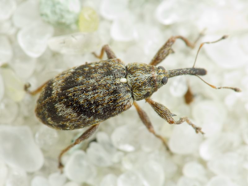 Anthonomus (Anthonomus) pomorum (Linnaeus, 1758)